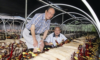 鹿角靈芝種植需要天時(shí)、地利、人和 ()