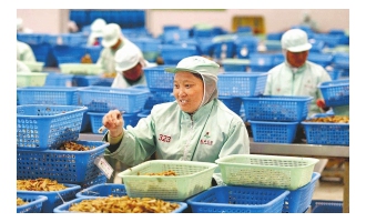 祥云縣建成云南最大野生食用菌加工基地 ()