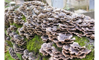 寧波食用菌專家提醒：野外蘑菇不要吃以免中毒 ()