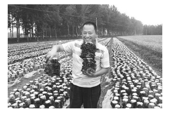 東北黑木耳一年賺8萬 ()