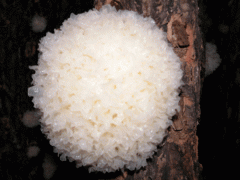 大量求购香菇木耳银耳各种食用菌图3