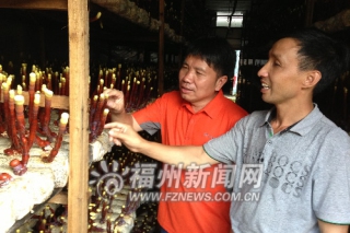 鹿角靈芝成閩清縣尚德村的“搖錢樹” ()