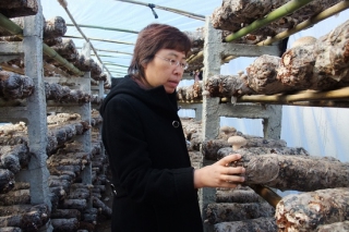 食用菌專家的奮斗夢(mèng)：“馴化”更多野生品種 ()