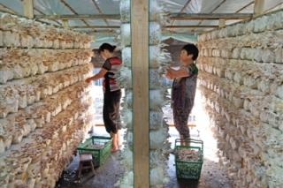 鑫溢食用菌合作社秀珍菇熱銷 ()
