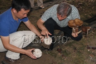 歐盟委員考察北京通州某食用菌科技園 ()