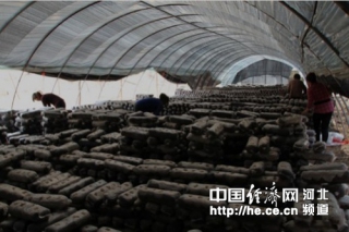 承德縣三家鄉(xiāng)食用菌總量達(dá)500萬(wàn)袋 ()
