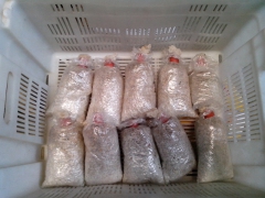 供应双孢菇菌种,草菇菌种图1