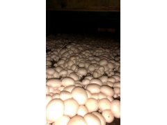 提供双孢菇，草菇栽培技术服务图2