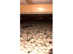 提供双孢菇，草菇栽培技术服务图3