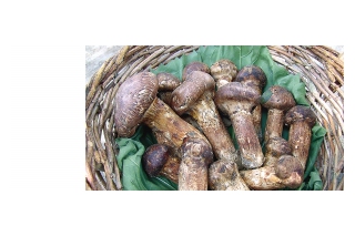 云南松茸需要重構(gòu)的價(jià)值 ()
