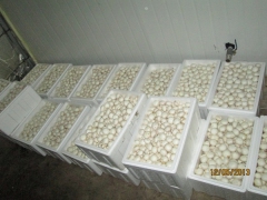 河北承德供应鲜品双孢菇、金针菇图1