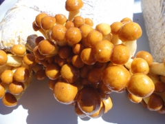 河北供应滑子菇图1