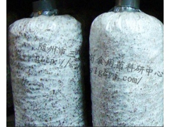 花菇菌种  秋栽菌种 香菇菌种图1
