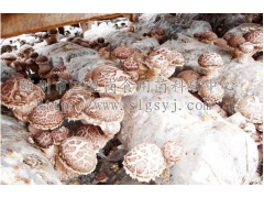 花菇菌棒  秋栽菌筒  香菇菌棒图2