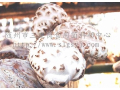 花菇菌棒  秋栽菌筒  香菇菌棒图3