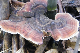 郭天希提議對(duì)羊臺(tái)山公園野生靈芝進(jìn)行保護(hù)和文化建設(shè) ()