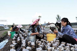 蔡雨琪自主創(chuàng)業(yè)黑木耳合作社助農(nóng)增收 ()
