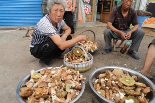 野山菌帶來(lái)了零用錢(qián) ()