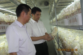 福建省農(nóng)業(yè)廳姜紹豐副廳長(zhǎng)到閩侯縣調(diào)研食用菌工廠化生產(chǎn) ()