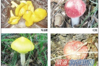 乳山市將建野生食用菌種質(zhì)資源庫(kù) ()