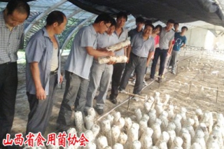山西省食用菌協(xié)會(huì)秘書(shū)長(zhǎng)孟俊龍為陵川縣奪火鄉(xiāng)作食用菌技術(shù)指導(dǎo) ()