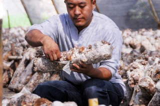 “一條腿”食用菌奏響胡家窯村致富樂(lè)章 ()