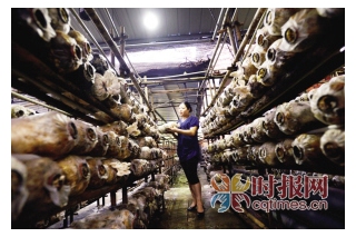 張曉嬌：食用菌創(chuàng)業(yè)化解三次危機(jī) ()