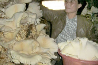 朝鮮一農(nóng)戶培育出20公斤重蘑菇 舉國(guó)轟動(dòng) ()