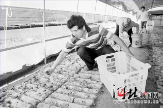 河北省金融辦駐阜平縣工作組幫助村民發(fā)展香菇種植初見(jiàn)收益 ()