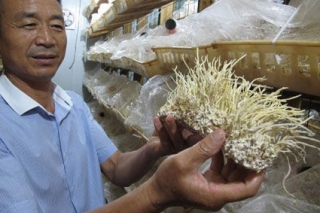 安徽鑫農(nóng)食用菌公司成功栽培出人工“蟲(chóng)草” ()