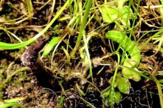 蟲草4年漲了6成  誰是價(jià)格推手? ()