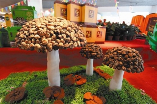 广西：食用菌成果展示交易会上看“名蘑”