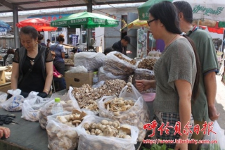 呼倫貝爾野生蘑菇大豐收 ()
