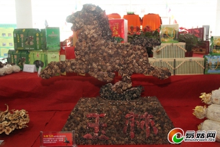 珍稀野生菌亮相廣西食用菌成果展覽交易會(huì)備受關(guān)注 ()