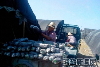 海鹽縣高溫天氣食用菌損失慘重菇農(nóng)生產(chǎn)自救 ()