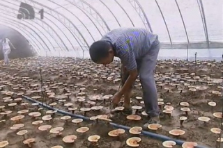 食用菌成為大連市農(nóng)業(yè)經(jīng)濟(jì)新亮點(diǎn) ()
