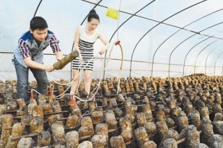 小夫妻食用菌基地吸納200余名農(nóng)民就業(yè) ()