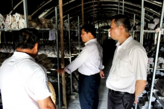 南寧西鄉(xiāng)塘區(qū)農(nóng)林水利局走訪金陵金科食用菌合作社 ()