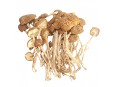 供应野生茶树菇 厂家批发 茶树菇价格 茶树菇礼盒图3