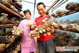 ?？悼h反季節(jié)香菇生產(chǎn)年收入超百萬 ()