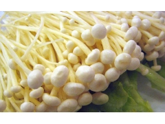 常年求购新鲜金针菇(易菇网客服②代发)图1