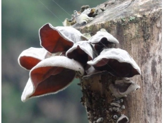 求购毛木耳(易菇网客服②代发)图1