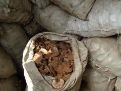 产地直销大量灵芝图1