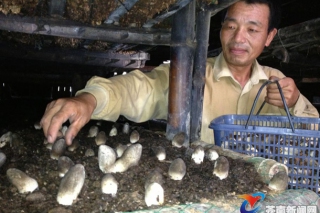 蒼南馬站鎮(zhèn)草菇試種成功 ()