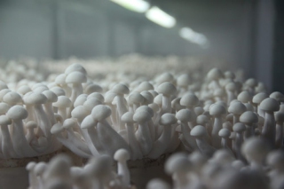 食用菌工廠化生產(chǎn)將有助于緩解綠葉蔬菜供應(yīng) ()