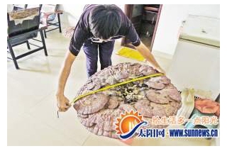 山上腐木處　長出大靈芝 ()