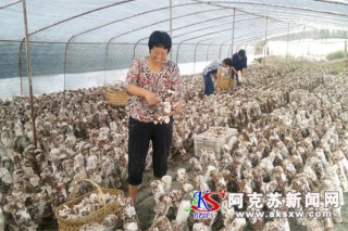 新和縣渭干鄉(xiāng)大棚蘑菇種植拓寬增收路 ()