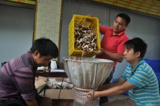 香菇種植獲成功 銷路不愁缺資金 ()