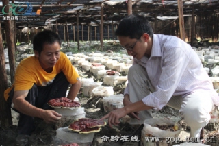 錦屏縣華寨村食用菌產(chǎn)業(yè)年產(chǎn)值過百萬元 ()