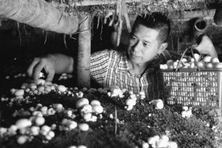 王軍良：種植反季節(jié)雙孢菇供不應(yīng)求 ()
